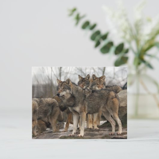 wolfpack briefkaart (Staand voorkant)