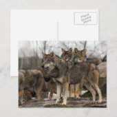 wolfpack briefkaart (Voorkant / Achterkant)