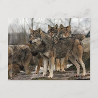 wolfpack briefkaart