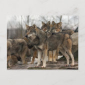 wolfpack briefkaart (Voorkant)