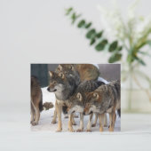 wolfpack briefkaart (Staand voorkant)