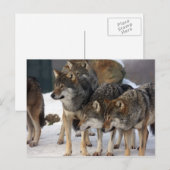 wolfpack briefkaart (Voorkant / Achterkant)