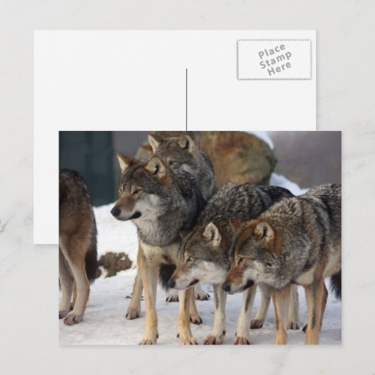 wolfpack briefkaart (Voorkant / Achterkant)