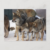 wolfpack briefkaart (Voorkant)