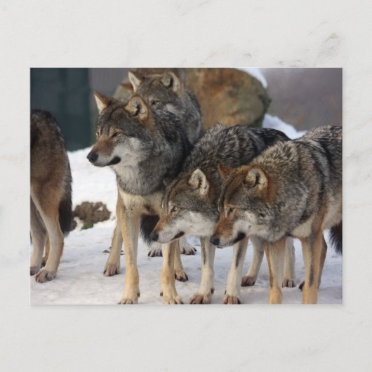 wolfpack briefkaart (Voorkant)