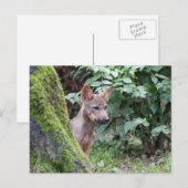 wolfpop briefkaart (Voorkant / Achterkant)
