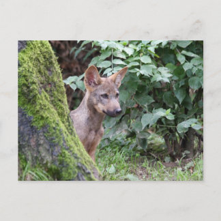 wolfpop briefkaart
