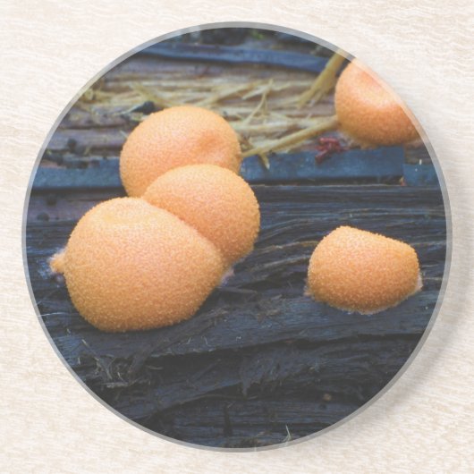 Wolf's Milk Groening Slime Lycogala Epidendrum Zandsteen Onderzetter (Voorkant)