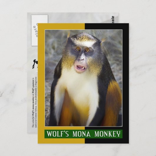 Wolfsmona (Guenon) Briefkaart (Voorkant / Achterkant)