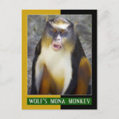 Wolfsmona (Guenon) Briefkaart (Voorkant)