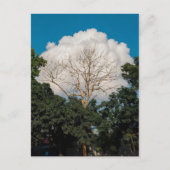 Wolk Boom Plat Kaart (Voorkant)