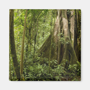 Wolkenbos, Bosque de Paz, Costa Rica Magneet