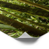 Wolkenbos, Bosque de Paz, Costa Rica Poster (Hoek)