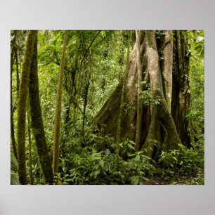 Wolkenbos, Bosque de Paz, Costa Rica Poster