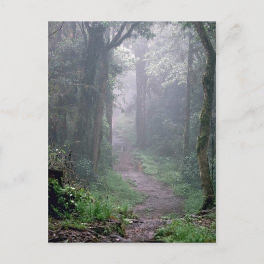 Wolkenbos, Mt. Kilimanjaro, Tanzania Briefkaart (Voorkant)