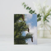 Wollemi Pine Tree Cones Briefkaart (Staand voorkant)
