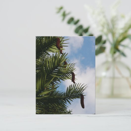 Wollemi Pine Tree Cones Briefkaart (Staand voorkant)