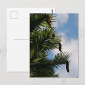 Wollemi Pine Tree Cones Briefkaart (Voorkant / Achterkant)