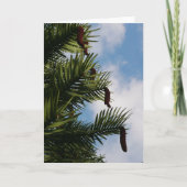 Wollemi Pine Tree Cones Kaart (Voorkant)