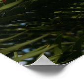 Wollemi Pine Tree Poster (Hoek)