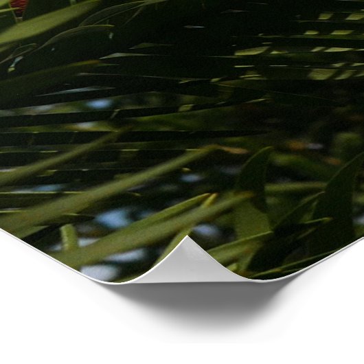 Wollemi Pine Tree Poster (Hoek)