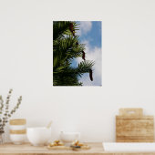 Wollemi Pine Tree Poster (Keuken)