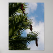 Wollemi Pine Tree Poster (Voorkant)