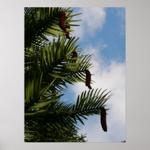 Wollemi Pine Tree Poster