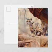 wollig afbeelding natuur wild exotisch briefkaart (Voorkant / Achterkant)