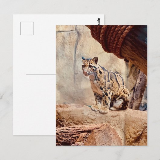 wollig afbeelding natuur wild exotisch briefkaart (Voorkant / Achterkant)