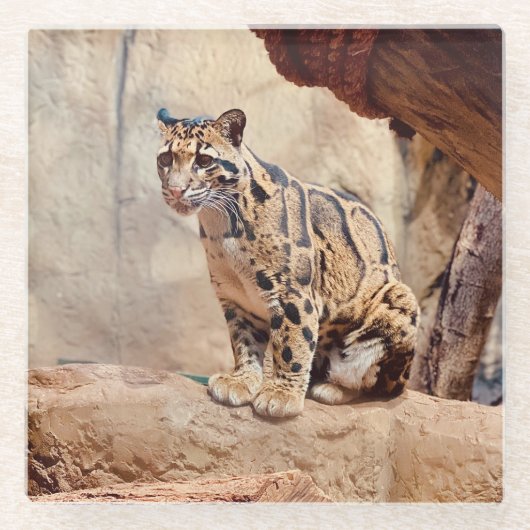 wollig afbeelding natuur wild exotisch glazen onderzetter (Voorkant)