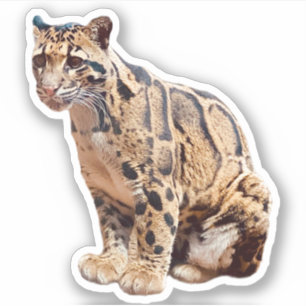 wollig afbeelding natuur wild exotisch sticker