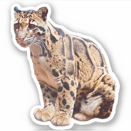 wollig afbeelding natuur wild exotisch sticker (Voorkant)