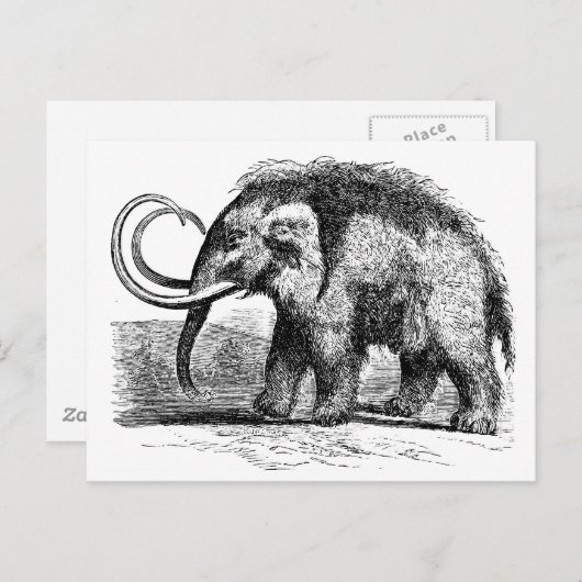 wollig mammot-2 briefkaart (Voorkant / Achterkant)