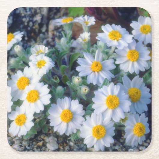 Wollige madeliefjes wilde bloemen kartonnen onderzetters (Voorkant)