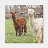 Wolly Alpaca's ~ magneet (Voorkant)