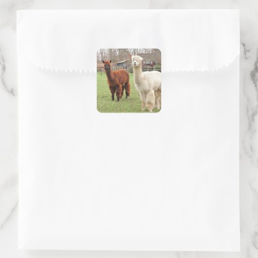 Wolly Alpacas ~ sticker (Tas)