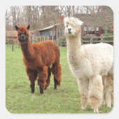 Wolly Alpacas ~ sticker (Voorkant)