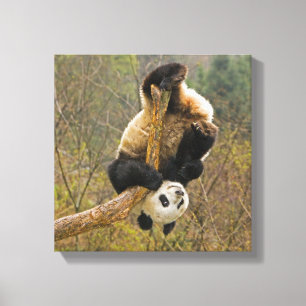 Wolong Panda Reservaat, China, 2 1/2 jaar oud Canvas Afdruk