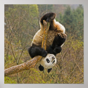 Wolong Panda Reservaat, China, 2 1/2 jaar oud Poster