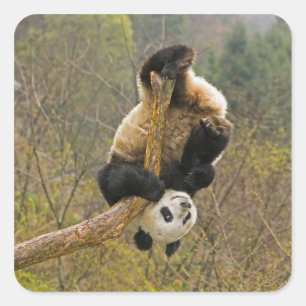 Wolong Panda Reservaat, China, 2 1/2 jaar oud Vierkante Sticker