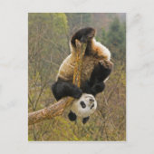 Wolong Panda Reserve, China, 2,1/2 jaar oud Briefkaart (Voorkant)