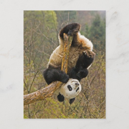 Wolong Panda Reserve, China, 2,1/2 jaar oud Briefkaart (Voorkant)