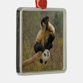 Wolong Panda Reserve, China, 2,1/2 jaar oud Metalen Ornament (Rechts)
