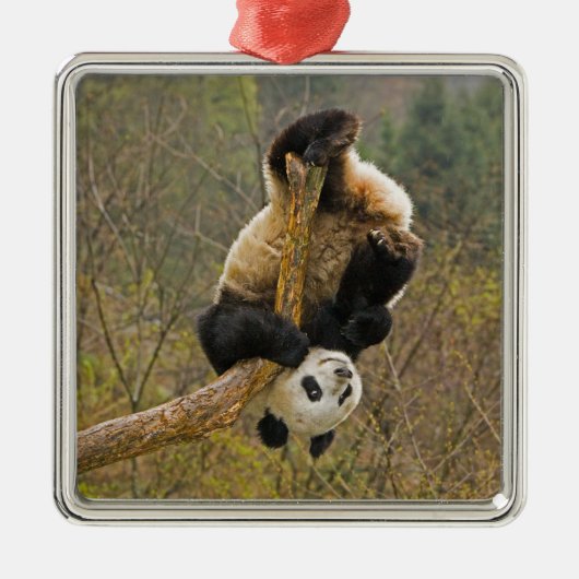Wolong Panda Reserve, China, 2,1/2 jaar oud Metalen Ornament (Voorkant)