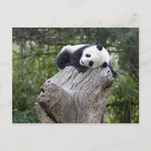 Wolong Reserve, China, Baby panda slaapt Briefkaart