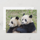 Wolong Reserve, China, Giant panda die omhelst Briefkaart (Voorkant / Achterkant)