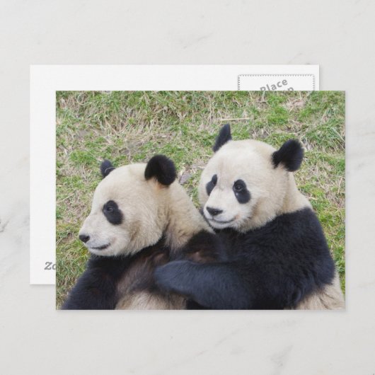 Wolong Reserve, China, Giant panda die omhelst Briefkaart (Voorkant / Achterkant)