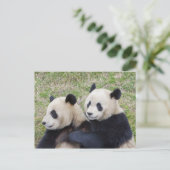 Wolong Reserve, China, Giant panda die omhelst Briefkaart (Staand voorkant)