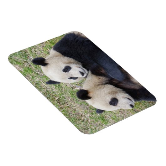 Wolong Reserve, China, Giant panda die omhelst Magneet (Rechterzijde)